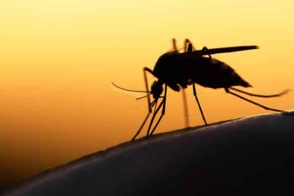 Verdades y mitos sobre a quiénes prefieren picar los mosquitos