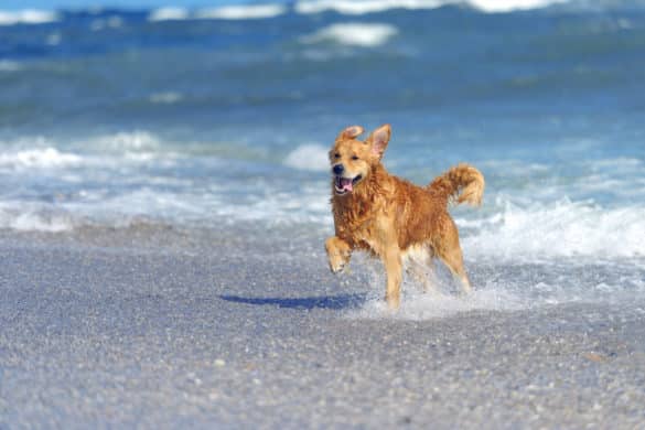Playas para ir con perros en España