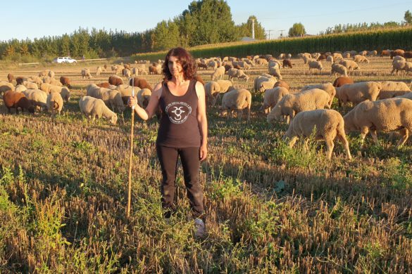50 maravedís por millar de ovejas: una historia de las mujeres trashumantes