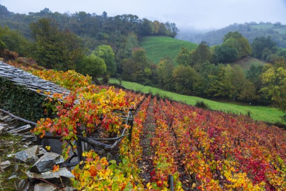 Más allá de la sidra: en Asturias también se produce vino