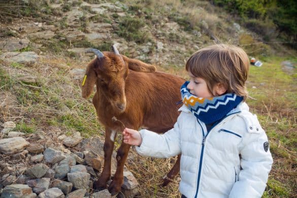 Destinos en Cataluña donde los animales hablan