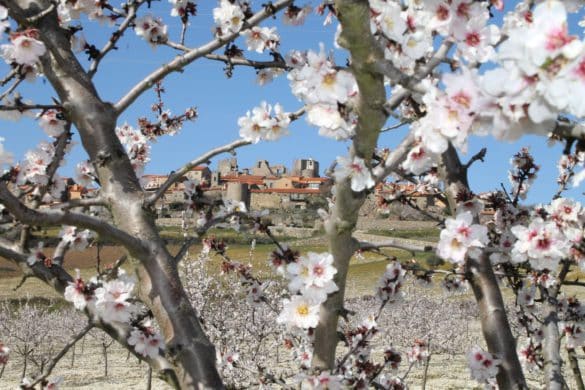 Primavera en Figueira de Castelo Rodrigo: un paisaje blanco y rosa
