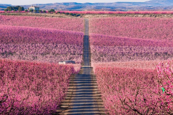 Los melocotoneros de Aitona, el paisaje rosa de moda y otros lugares para hacer fruiturismo