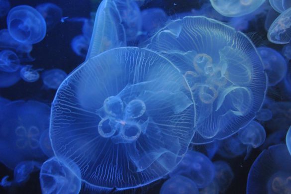 ¿Por qué cada vez hay más medusas en nuestras costas?